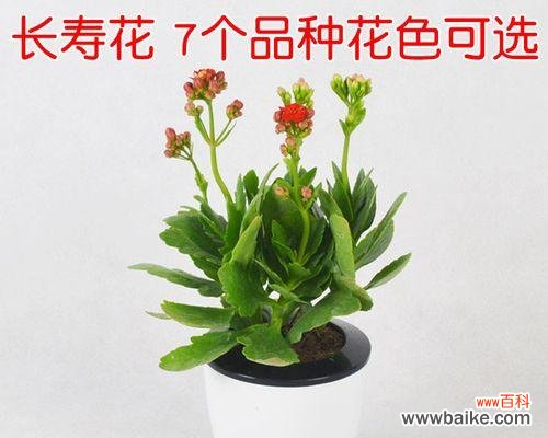 追寻长寿之道的秘籍 象征长寿的植物