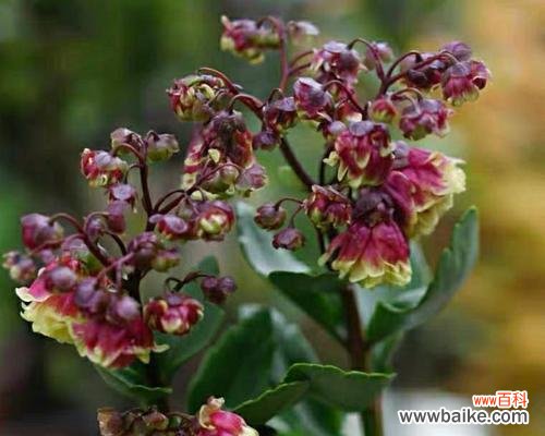 追寻长寿之道的秘籍 象征长寿的植物