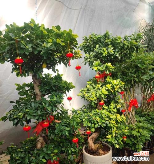 揭秘15种象征财运的植物 招财纳福植物的财运象征