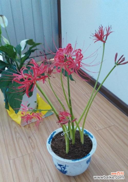 繁荣富贵 象征财富的植物