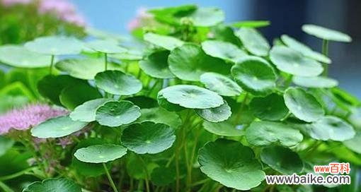 繁荣富贵 象征财富的植物