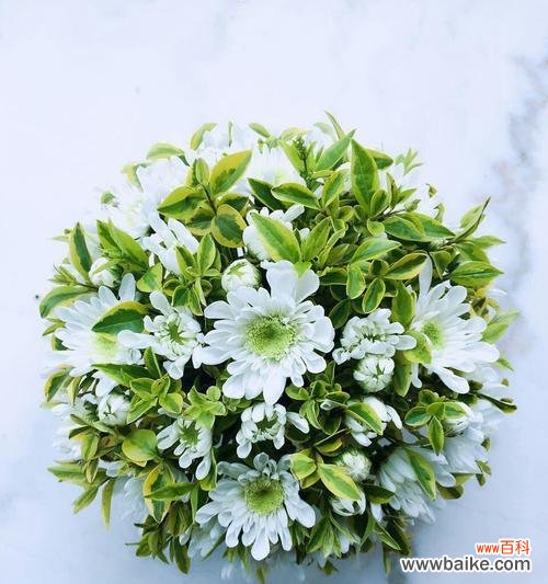 探索自然界中象征奉献的15种植物 植物中的奉献精神