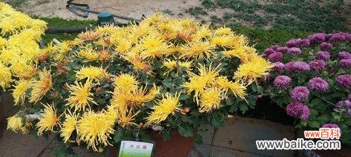 探索自然界中象征奉献的15种植物 植物中的奉献精神