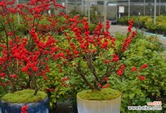 探索自然界中象征奉献的15种植物 植物中的奉献精神