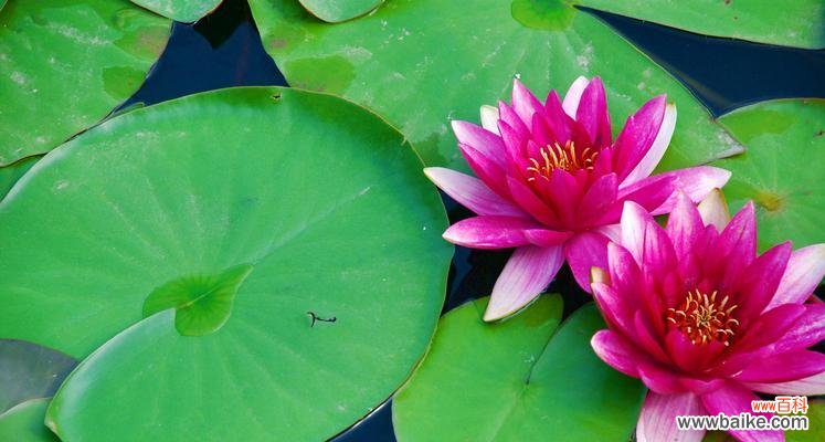 唤醒心灵的美丽 白色睡莲的花语——纯洁与完美的象征