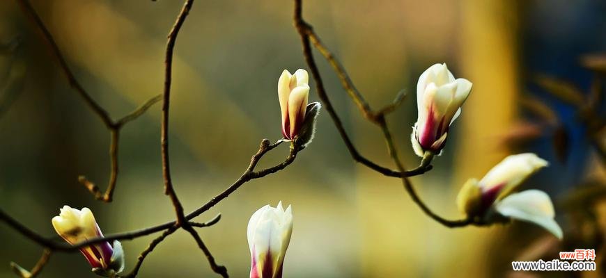 探寻白色玉兰花背后的意义与象征 白色玉兰花花语的美丽寓意