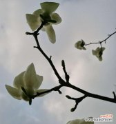 探寻白色玉兰花背后的意义与象征 白色玉兰花花语的美丽寓意