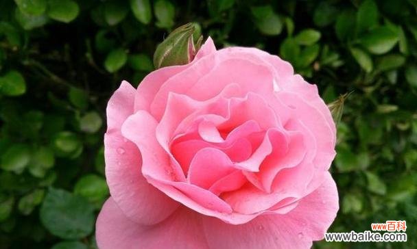 探寻白色月季的花语及寓意 白色月季的花语