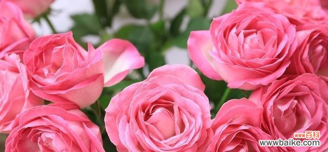 探寻白色月季的花语及寓意 白色月季的花语