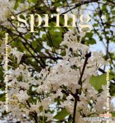 花香四溢 白色紫丁香的花语与美好寓意