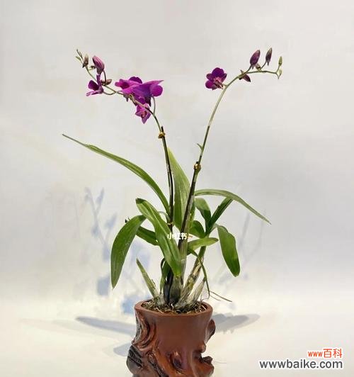 探寻白石斛兰花语的起源与传承 白石斛兰花语之美与意义