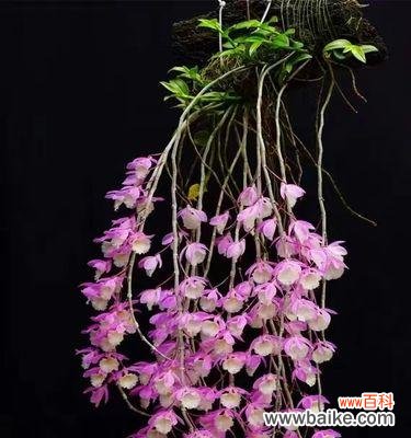 探寻白石斛兰花语的起源与传承 白石斛兰花语之美与意义