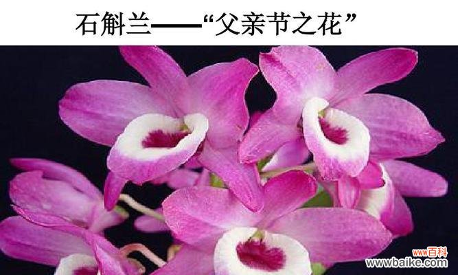 探寻白石斛兰花语的起源与传承 白石斛兰花语之美与意义