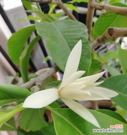 传承千年的高贵与纯洁 白玉兰花