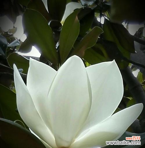 传承千年的高贵与纯洁 白玉兰花