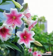 百合花长势如何反映植物生长状态 探究百合花长势的意义