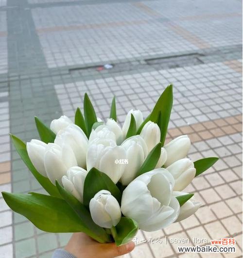 花开百态 白郁金香