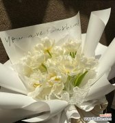 花开百态 白郁金香