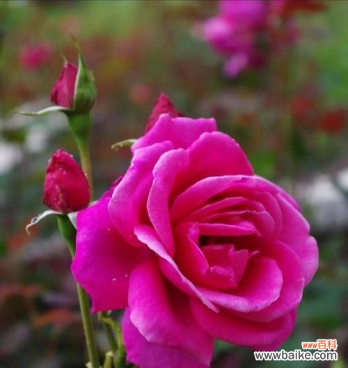 探寻白月季的美丽与象征 白月季的花语与意义