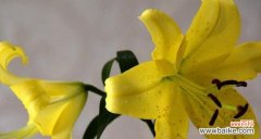 探寻百合花的神秘力量与意义 百合花的传说和花语