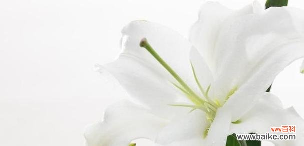 揭开百合花背后的浪漫传说 百合花花语传说——爱的美丽誓言