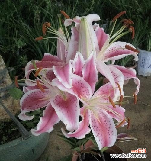 揭开百合花背后的浪漫传说 百合花花语传说——爱的美丽誓言