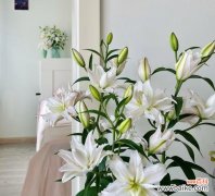 让百合花绽放美丽的秘诀 百合花的养护技巧