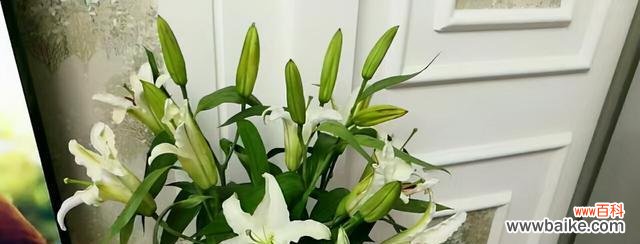 让百合花绽放美丽的秘诀 百合花的养护技巧