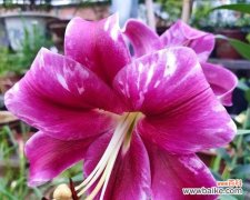 重新定义女性力量 百合罗宾娜