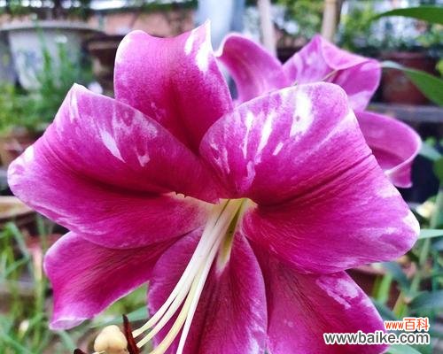 重新定义女性力量 百合罗宾娜