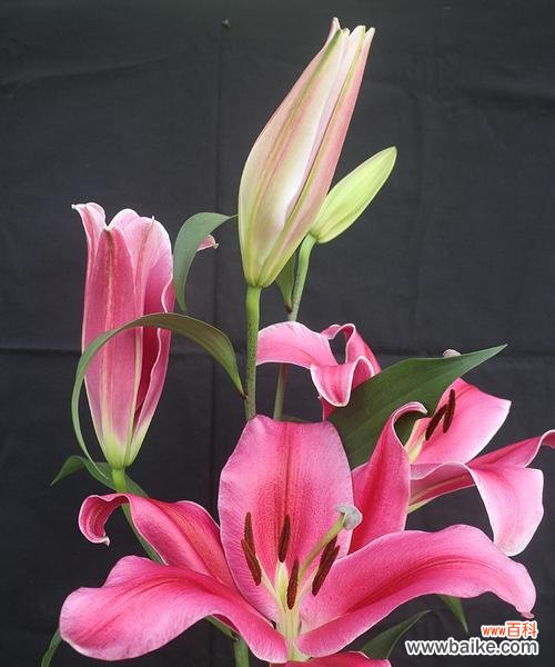 重新定义女性力量 百合罗宾娜