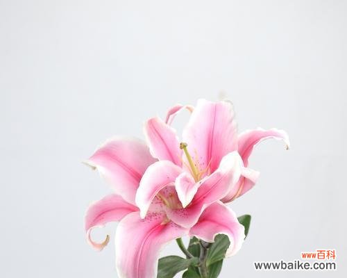 百合花中的深层寓意和文化内涵 百合一头的含义及象征意义