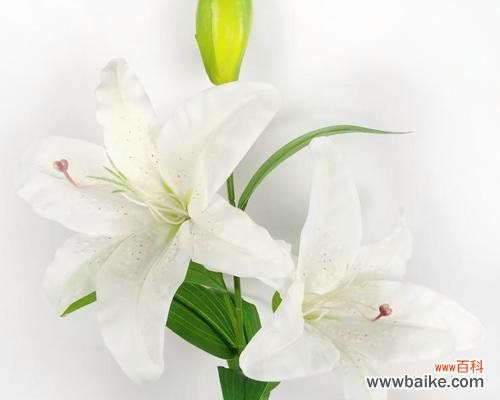 百合花中的深层寓意和文化内涵 百合一头的含义及象征意义