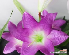 百合花中的深层寓意和文化内涵 百合一头的含义及象征意义