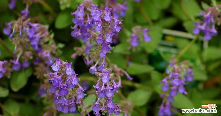 解读薄荷花的花语 薄荷花的花语与意义