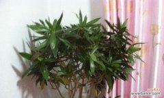 探索百合竹花的文化传承和美学价值 百合竹花的意义与魅力