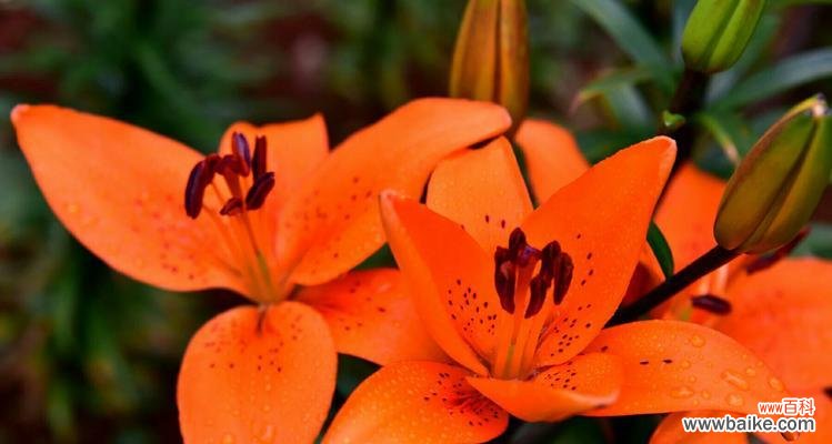 用自然之语述说纯净无暇的境界 纯洁之美——植物的象征意义