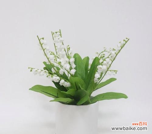 用自然之语述说纯净无暇的境界 纯洁之美——植物的象征意义