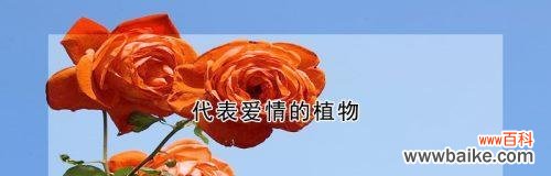 以迎春花为象征 纯洁爱情的植物——迎春花的情愫