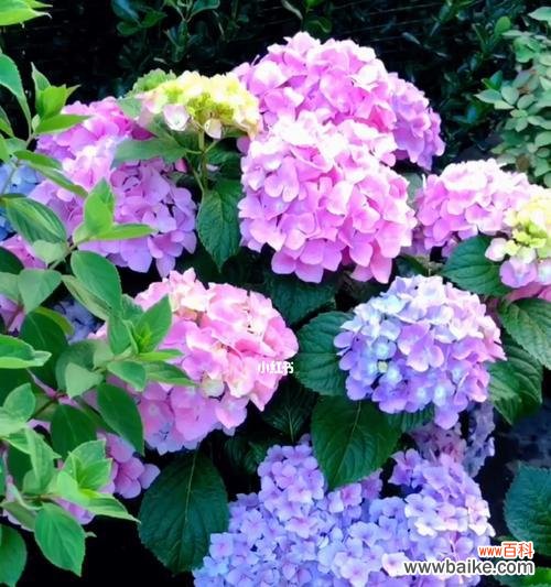 以迎春花为象征 纯洁爱情的植物——迎春花的情愫