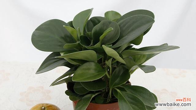 在自然中寻找公平正义的象征 以象征公平正义的植物