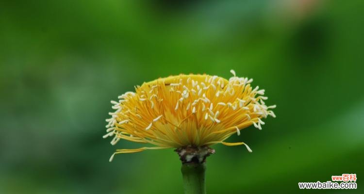 追求高尚美德的花与树 高洁之象征