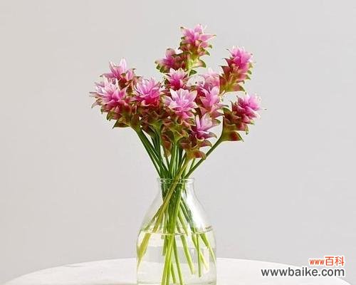 追求高尚美德的花与树 高洁之象征