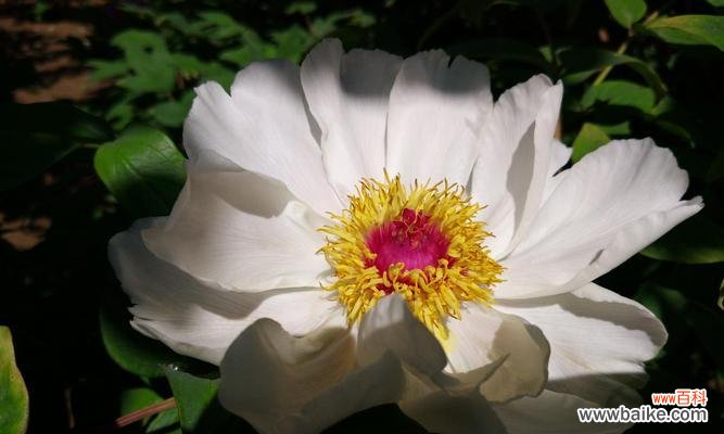 追求高尚美德的花与树 高洁之象征