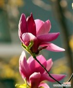 从草木之中品味财富的美妙 富贵之花