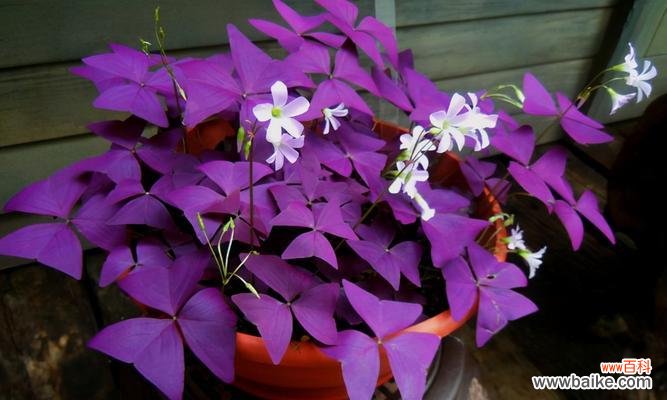 探索自然中父母之爱的象征 植物中象征父母之爱的种类及意义