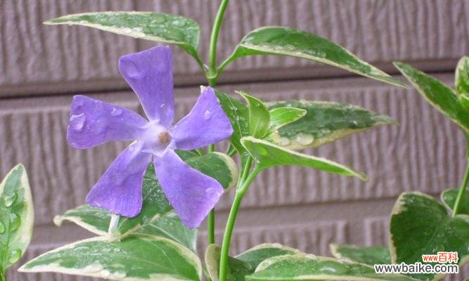 探索自然中父母之爱的象征 植物中象征父母之爱的种类及意义