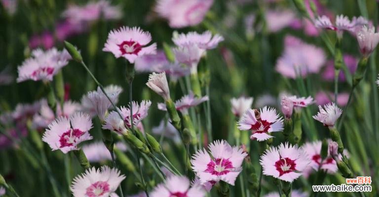 传递父爱情怀 以象征父爱的植物为主题的文章