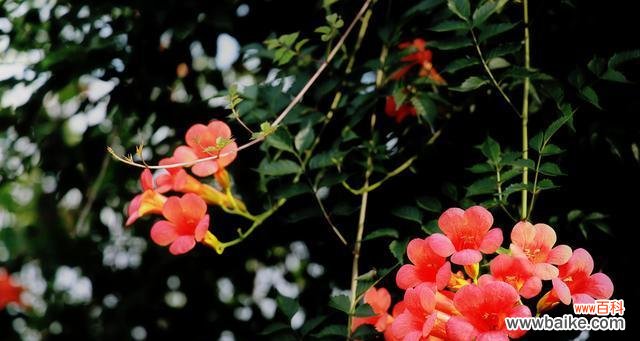 探索植物世界 积极向上的植物