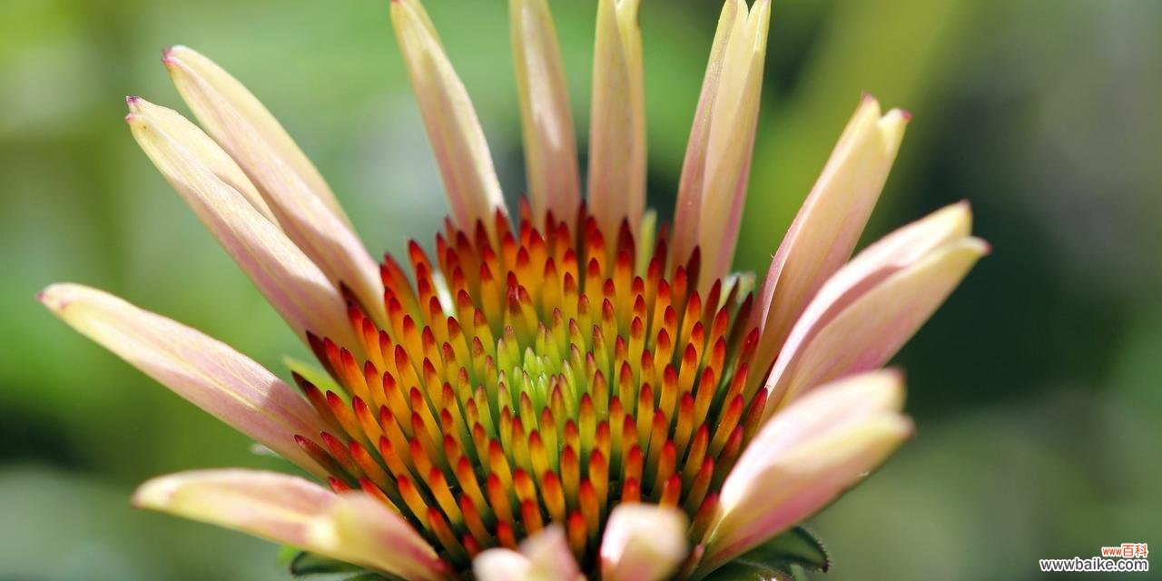 探索植物世界 积极向上的植物